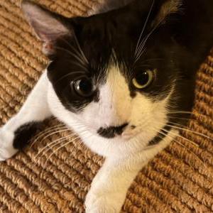 Image of Unknown, Found Cat