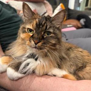 Image of Willow, Lost Cat
