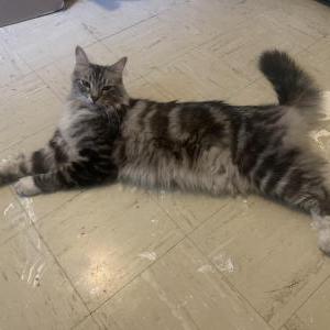 Image of Unknown, Found Cat