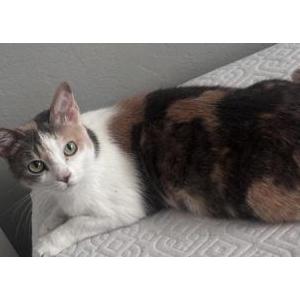 Image of Buttercup, Lost Cat