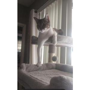 Image of Roarie, Lost Cat