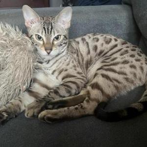 Image of Titan, Lost Cat