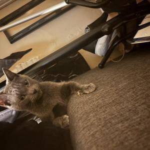 Image of Luna, Lost Cat