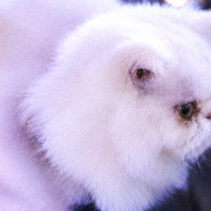 Image of Diamond, Lost Cat