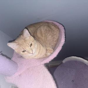Lost 2 Estrella (Illinois)