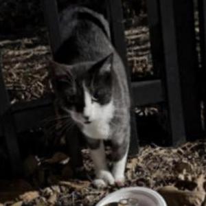 Image of Unknown, Found Cat