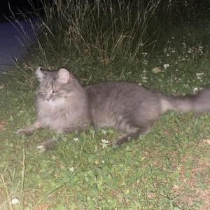 Image of Nolan Oak, Lost Cat