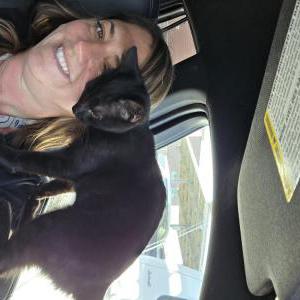 Image of Kitten, Found Cat