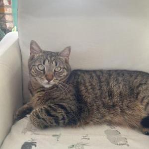 Image of Lemmy, Lost Cat