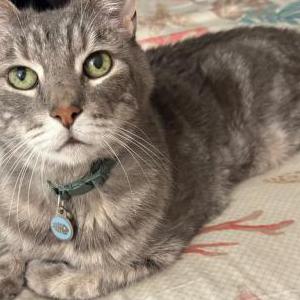 Lost 2 Troy (California)