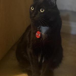 Image of Benni, Lost Cat