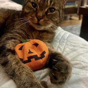 Image of Coco, Lost Cat