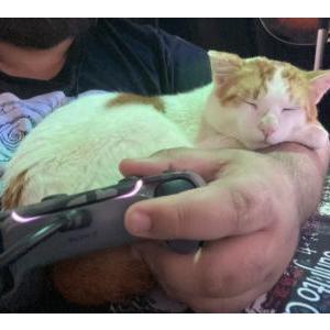 Image of Astro, Lost Cat