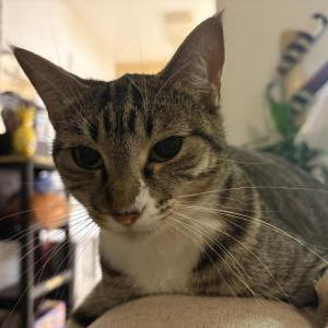 Image of Frankie, Lost Cat