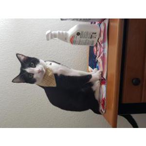 Image of Morgana, Lost Cat