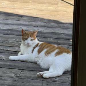 Lost 2 Pang (California)