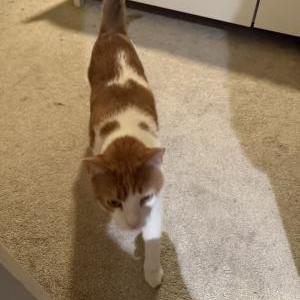2nd Image of Pang, Lost Cat