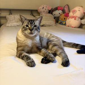 Image of miklo, Lost Cat