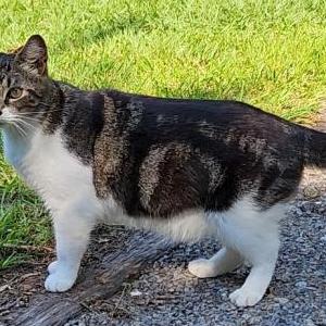 Image of Gypsy, Lost Cat