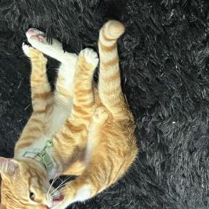 Image of Kyro, Lost Cat
