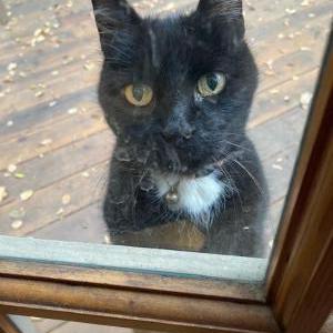 Image of Kuro, Lost Cat