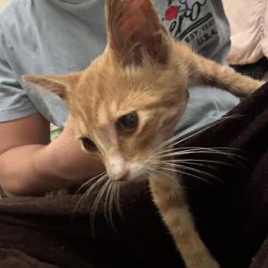 Image of Sunny, Lost Cat