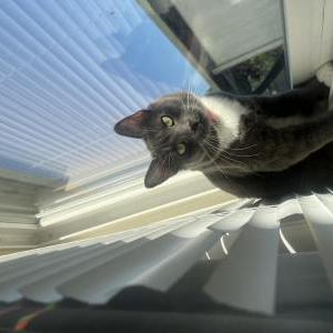 Image of Pluma, Lost Cat