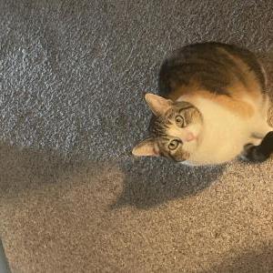 Image of Sylvi (Dooby), Lost Cat
