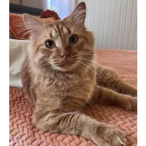 Image of Vincent, Lost Cat