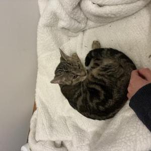 Image of Unknown, Found Cat