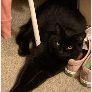 Lost 2 Chi (CA)
