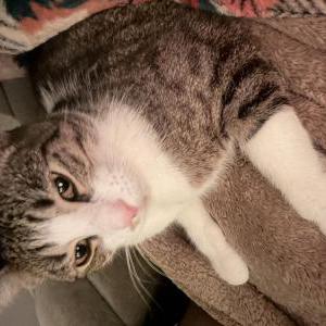 Image of Kai, Lost Cat