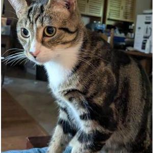Image of captain, Lost Cat