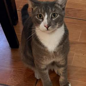 Image of Michi, Lost Cat
