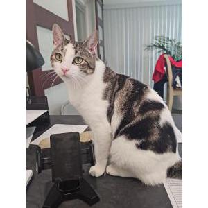 Image of Flaffy, Lost Cat