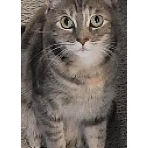 Image of Pudders, Lost Cat