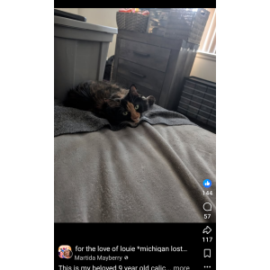 Image of Brown Sugar, Lost Cat