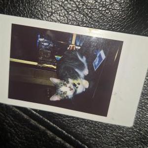Image of Rumi, Lost Cat