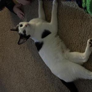Image of Unknown, Found Cat