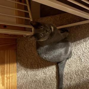 Image of Veda, Lost Cat