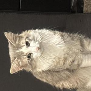Image of Sanji, Lost Cat
