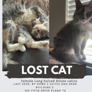Image of Marceline, Lost Cat
