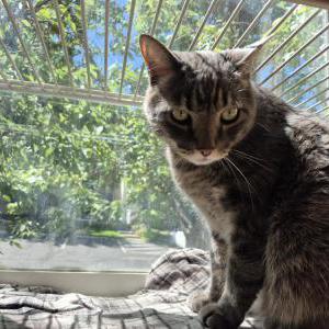 Image of Thor, Lost Cat