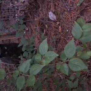 Image of Unknown, Found Cat