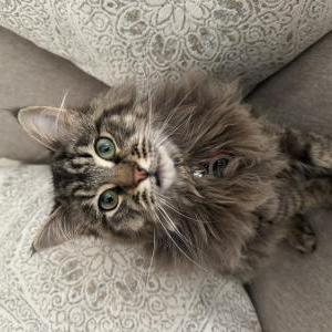 Image of Zeus, Lost Cat