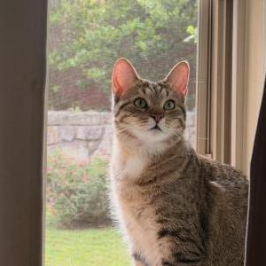 Image of Mimi, Lost Cat