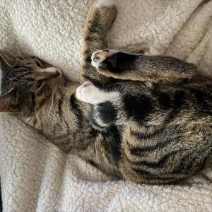 Image of Moe, Lost Cat