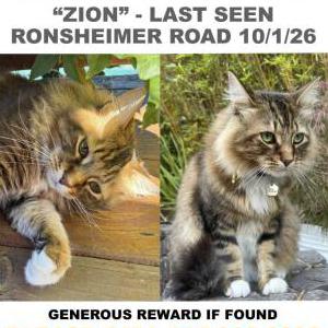 Image of Zion, Lost Cat