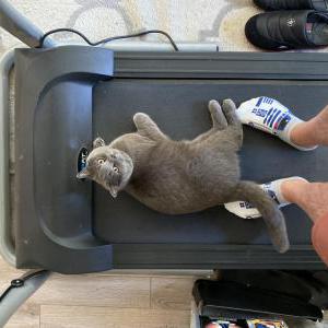 Image of Gary, Lost Cat