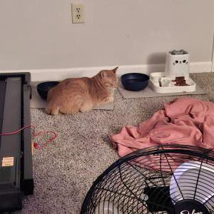 Image of Tigger, Lost Cat